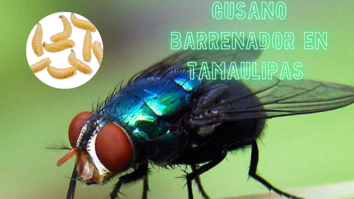 Gusano Barrenador