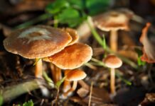 ¿Cuáles son los riesgos de recolectar y consumir hongos silvestres?