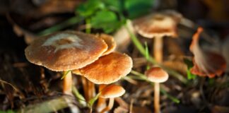 ¿Cuáles son los riesgos de recolectar y consumir hongos silvestres?