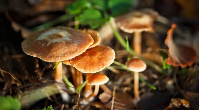 ¿Cuáles son los riesgos de recolectar y consumir hongos silvestres?