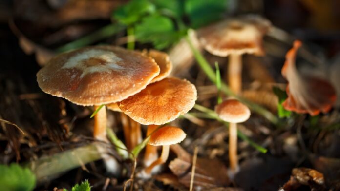 Hongos