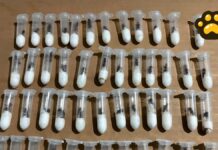 Impiden tráfico ilegal de hormigas desde México; serían enviadas a Asia