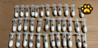 Impiden tráfico ilegal de hormigas desde México; serían enviadas a Asia