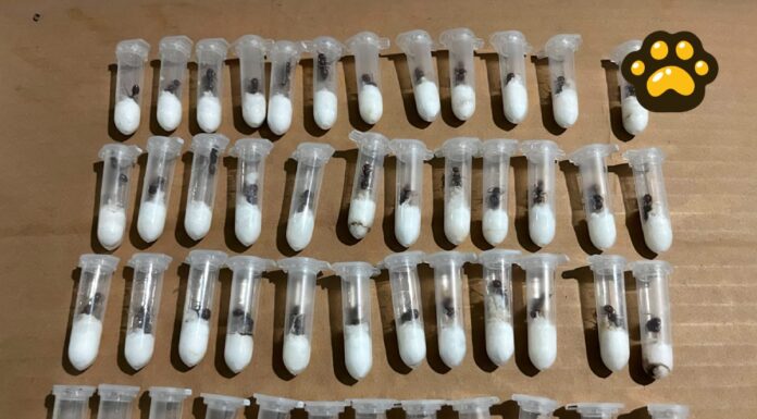 Impiden tráfico ilegal de hormigas desde México; serían enviadas a Asia