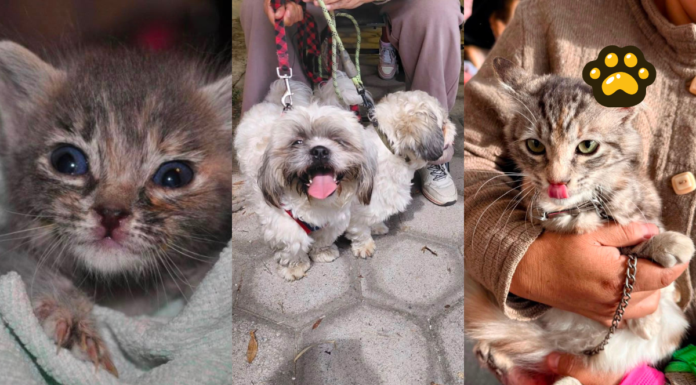 Puebla capital suma más de 200 Jornadas de Protección Animal
