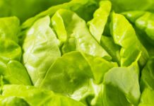 Taco Bell retira lechuga de origen mexicano por casos de “diarrea explosiva”
