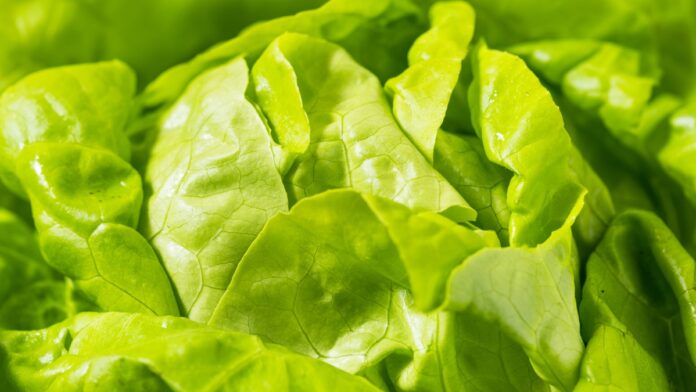 Lechuga