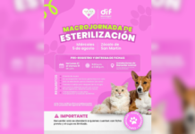 DIF Texmelucan anuncia macrojornada de esterilización animal