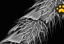 Descubren casi 8 mil nuevas especies de insectos en Ecuador