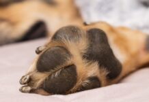 Han logrado 11 sentencias condenatorias por maltrato animal en Puebla