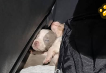 Interceptan auto con 12 cachorros salchicha ocultos en Uruguay