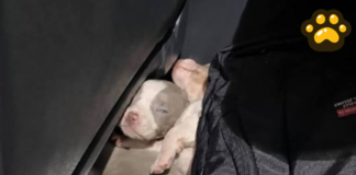 Interceptan auto con 12 cachorros salchicha ocultos en Uruguay