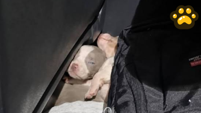 Perros salchicha