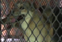 Rescatan a 20 animales abandonados en inmueble de Guadalajara