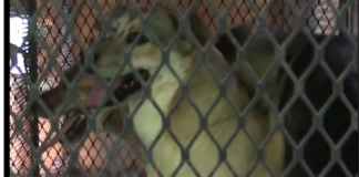 Rescatan a 20 animales abandonados en inmueble de Guadalajara