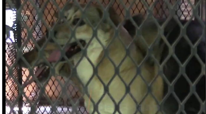 Rescatan a 20 animales abandonados en inmueble de Guadalajara