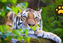 Tigres de Bengala son afectados por pérdida de hábitat y caza furtiva
