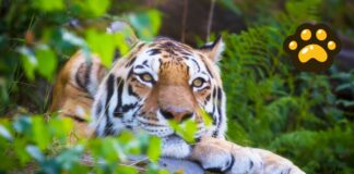 Tigres de Bengala son afectados por pérdida de hábitat y caza furtiva