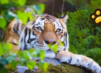 Tigres de Bengala son afectados por pérdida de hábitat y caza furtiva