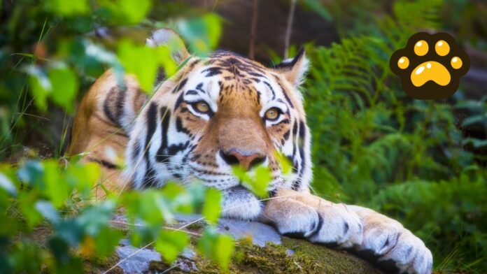 Tigre de Bengala