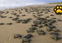 Liberan casi 5 mil crías de tortuga lora en playa de Tamaulipas