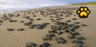 Liberan casi 5 mil crías de tortuga lora en playa de Tamaulipas
