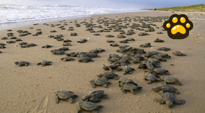 Liberan casi 5 mil crías de tortuga lora en playa de Tamaulipas