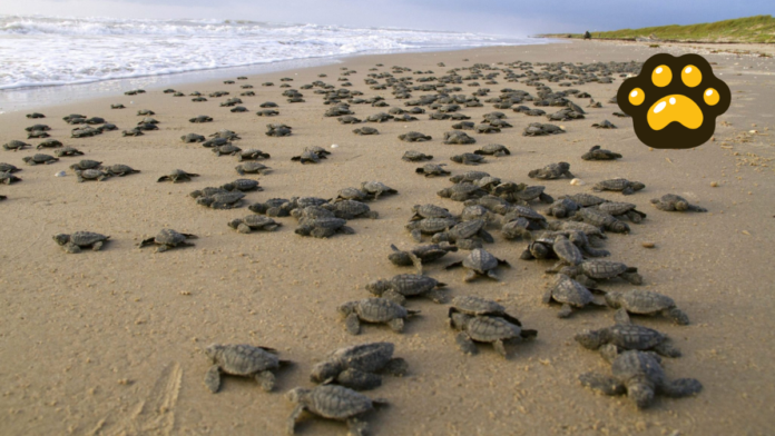 Tortugas Lora