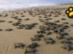 Liberan casi 5 mil crías de tortuga lora en playa de Tamaulipas