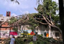 Árbol se desploma sobre vivienda en Puebla; daña tanque de gas
