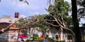 Árbol se desploma sobre vivienda en Puebla; daña tanque de gas