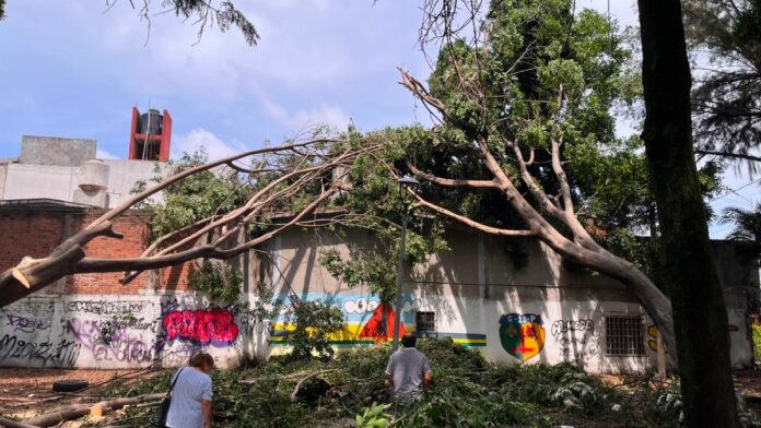 árbol
