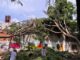 Árbol se desploma sobre vivienda en Puebla; daña tanque de gas