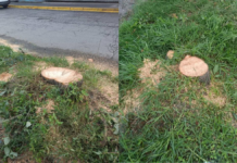Medio Ambiente explica tala de árboles en Bosques de San Sebastián