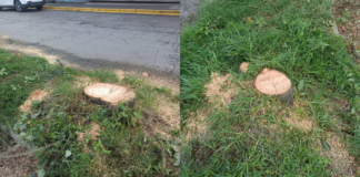 Medio Ambiente explica tala de árboles en Bosques de San Sebastián
