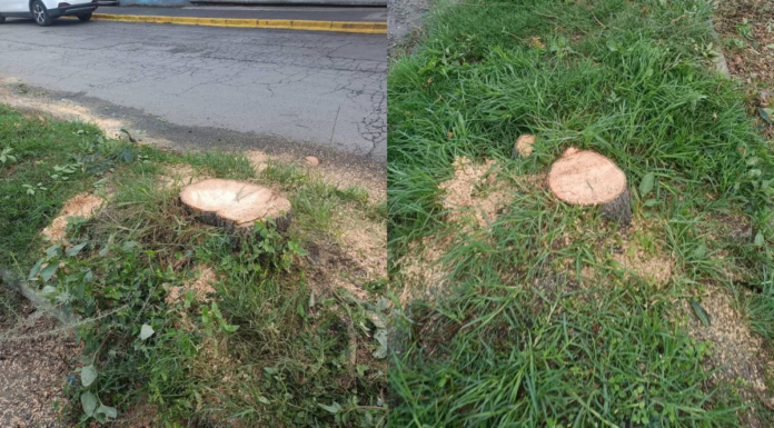 Medio Ambiente explica tala de árboles en Bosques de San Sebastián