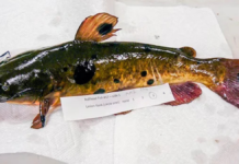 Descubren el primer cáncer transmisible en peces de agua dulce