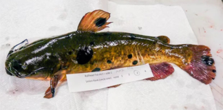 Descubren el primer cáncer transmisible en peces de agua dulce