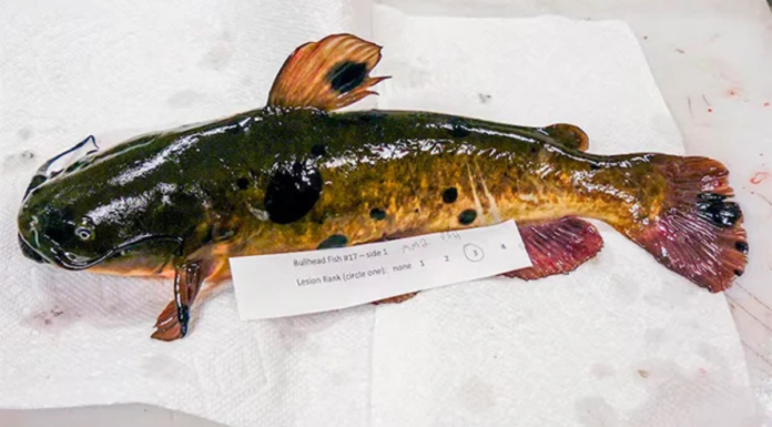 Descubren el primer cáncer transmisible en peces de agua dulce
