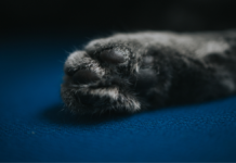 Alertan por abandono de gatos en distintos puntos de Puebla