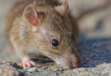 Chile declara alerta sanitaria por hantavirus en 13 regiones