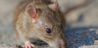 Chile declara alerta sanitaria por hantavirus en 13 regiones