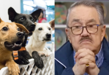 “Ley Pedro Sola” busca castigar apología del maltrato animal en CDMX