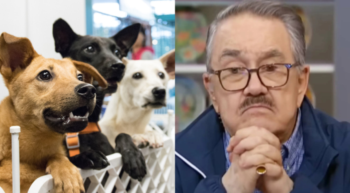 “Ley Pedro Sola” busca castigar apología del maltrato animal en CDMX