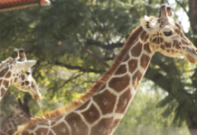 Investigan muerte de jirafa tras accidente en el Zoológico de León