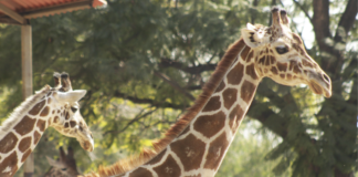 Investigan muerte de jirafa tras accidente en el Zoológico de León