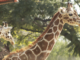 Investigan muerte de jirafa tras accidente en el Zoológico de León