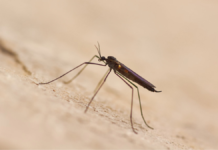 Lluvias y calor favorecen proliferación de mosquitos: IBERO Puebla