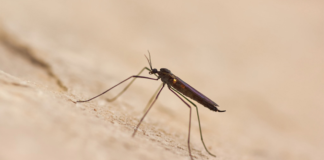 Lluvias y calor favorecen proliferación de mosquitos: IBERO Puebla