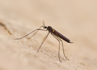 Lluvias y calor favorecen proliferación de mosquitos: IBERO Puebla